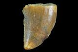 Serrated, Baby Carcharodontosaurus Tooth - Morocco #90096-1